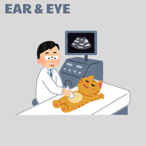 Ear & Eye Examination