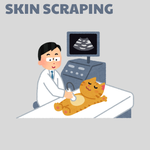 Skin Scraping