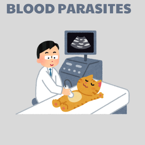 Microscopic Blood Parasites Fever