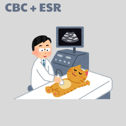 CBC + Erythrocyte Sedimentation Rate (ESR)