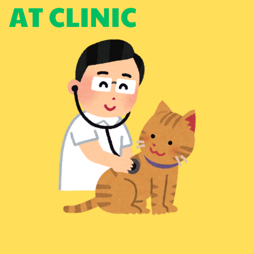 Vet Consultation