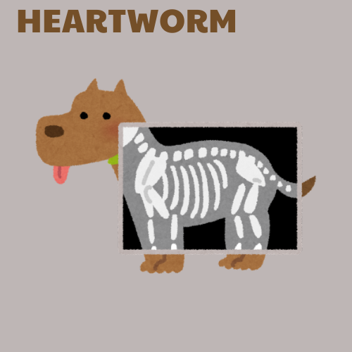 Heartworm Test