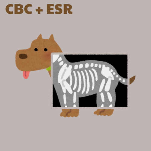 CBC + Erythrocyte Sedimentation Rate (ESR)