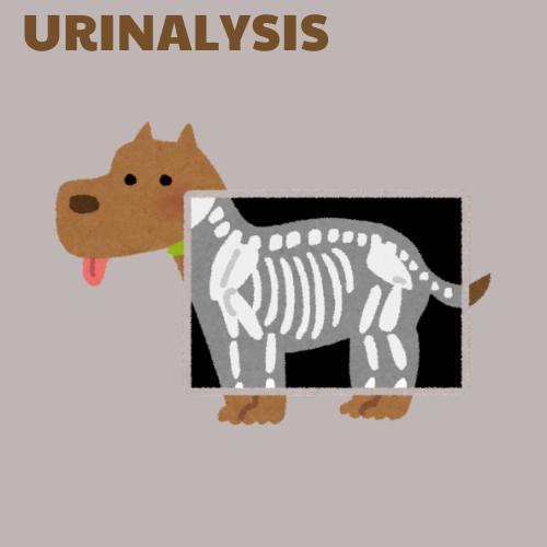 Urinalysis + Urinary Tract Health