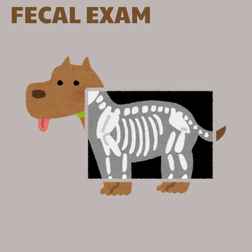 Fecal Examintation