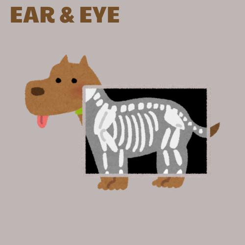 Ear & Eye Examination