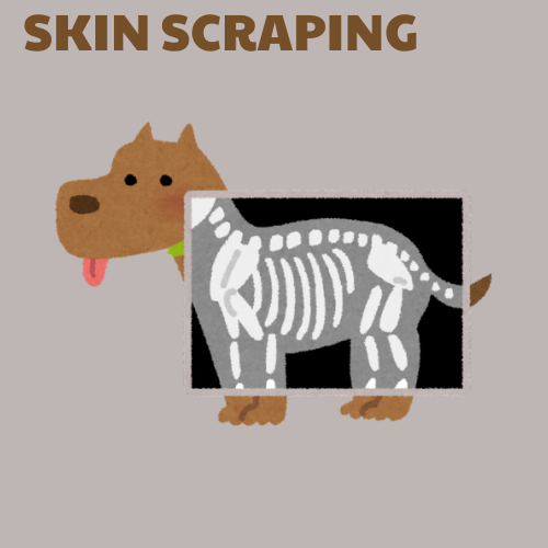 Skin Scraping